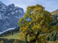 Gespaltener Baumstamm an herbstlichem Ahornbaum